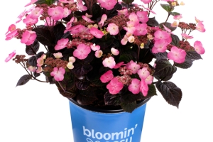 Hydrangea 'Pink Dynamo' New 2025